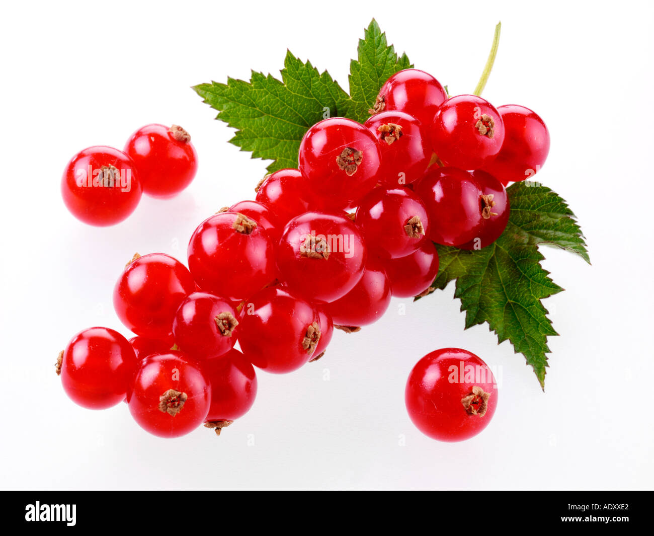 REDCURRANTS Stock Photo