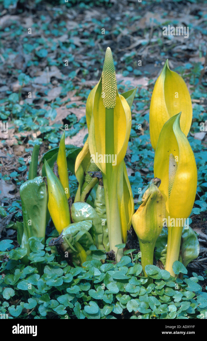 skunk cabbage, swamp lantern, yellow arum, yellow skunk cabbage (Lysichiton americanus), group of plants, Germany Stock Photo