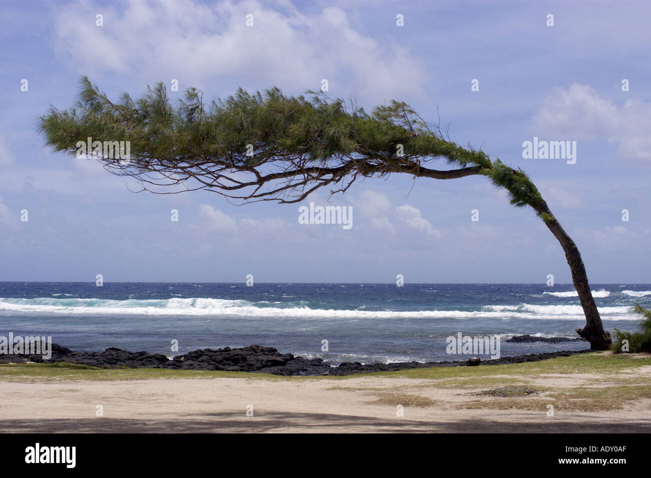 casuarina tree bent before the wind Stock Photo