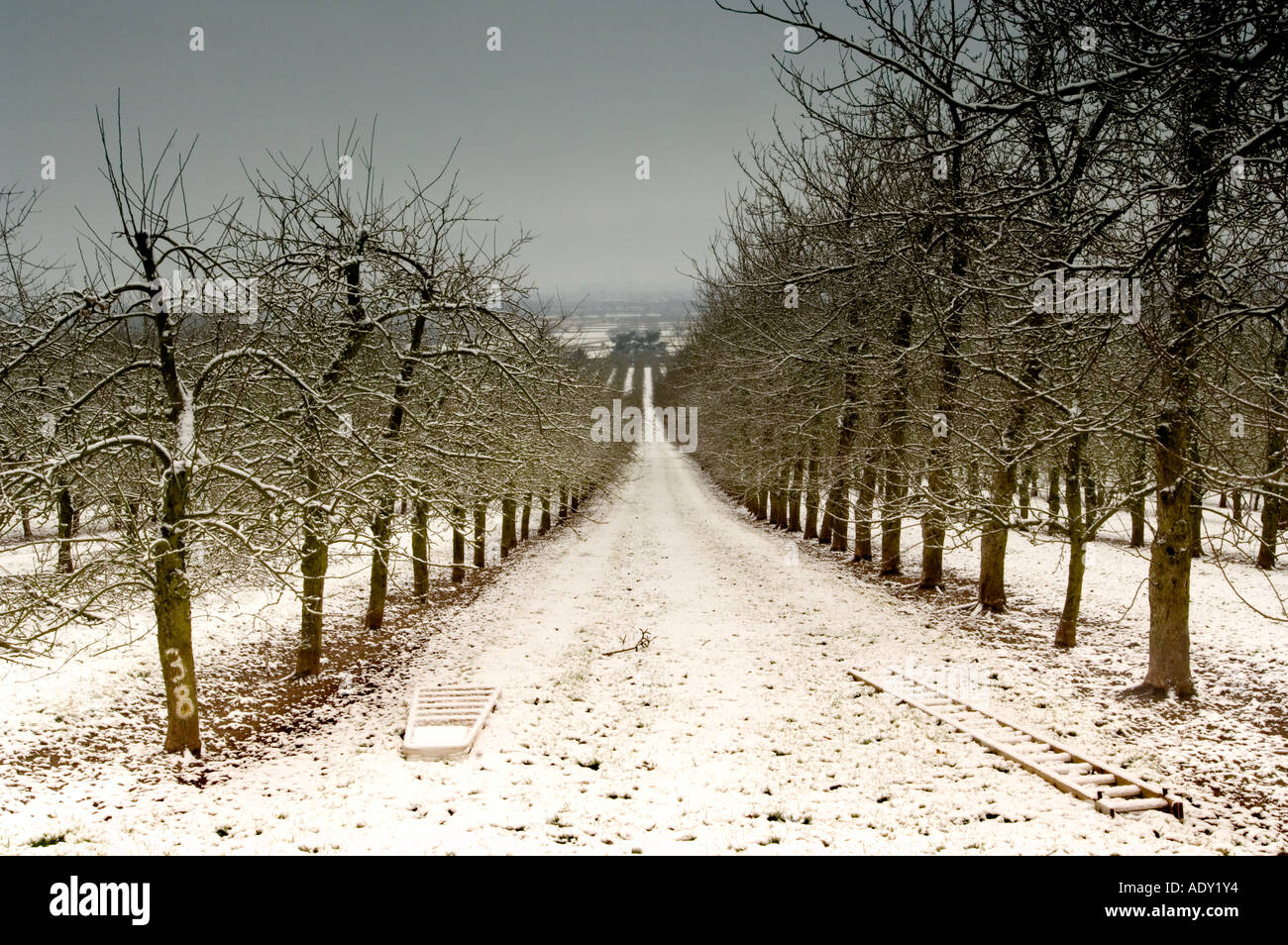 Apple trees in the snow at Almondsbury Cider orchard supplier of apples to Gaymers Cider Gloucestershire England Stock Photo