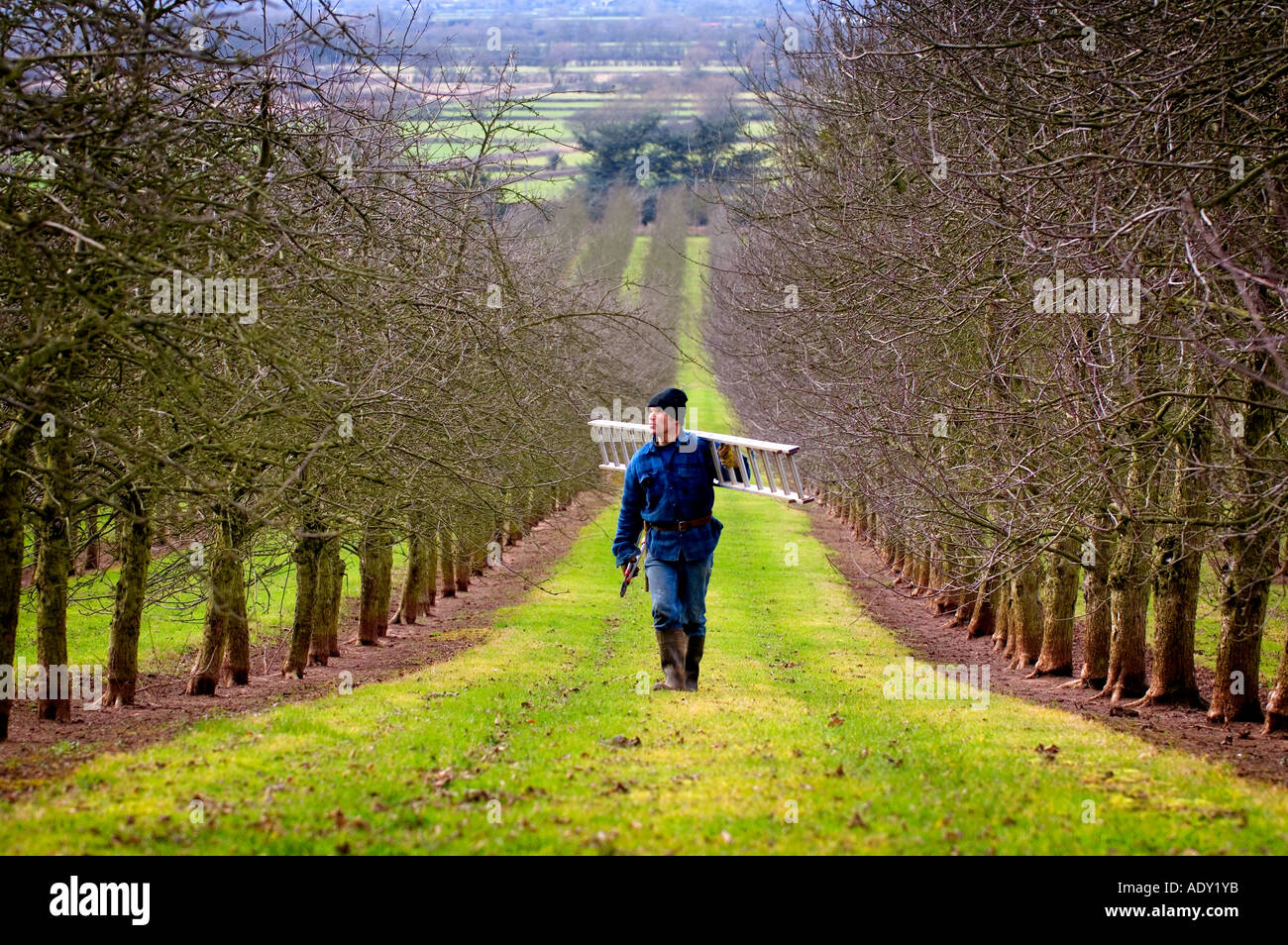 Winter pruning of apple trees at Almondsbury Cider orchard supplier of apples to Gaymers Cider Gloucestershire England Stock Photo