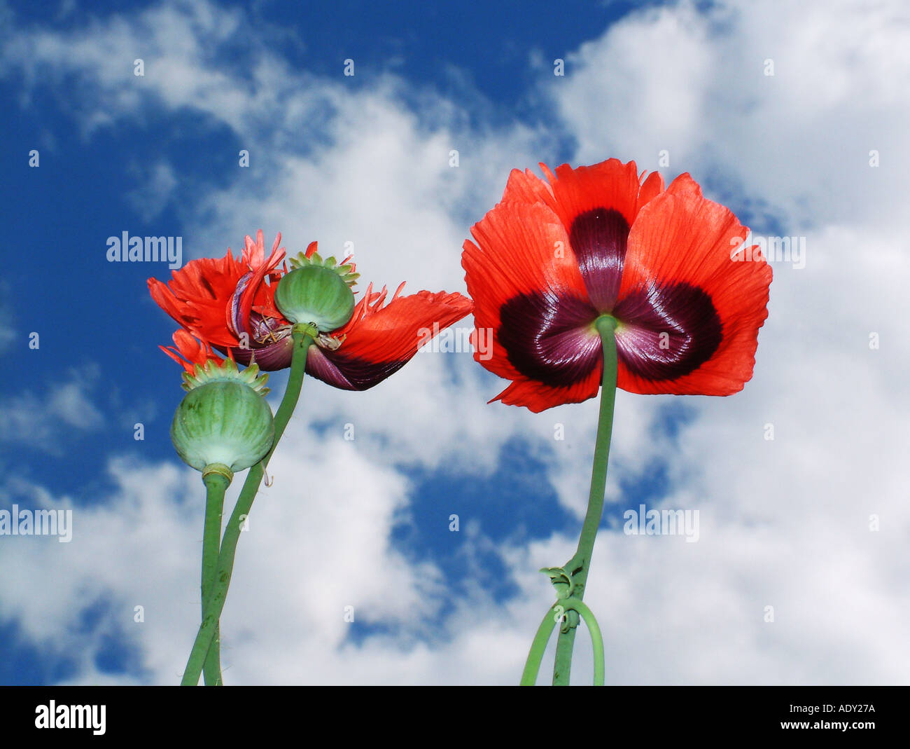 Blue poppy seeds pods hi-res stock photography and images - Alamy