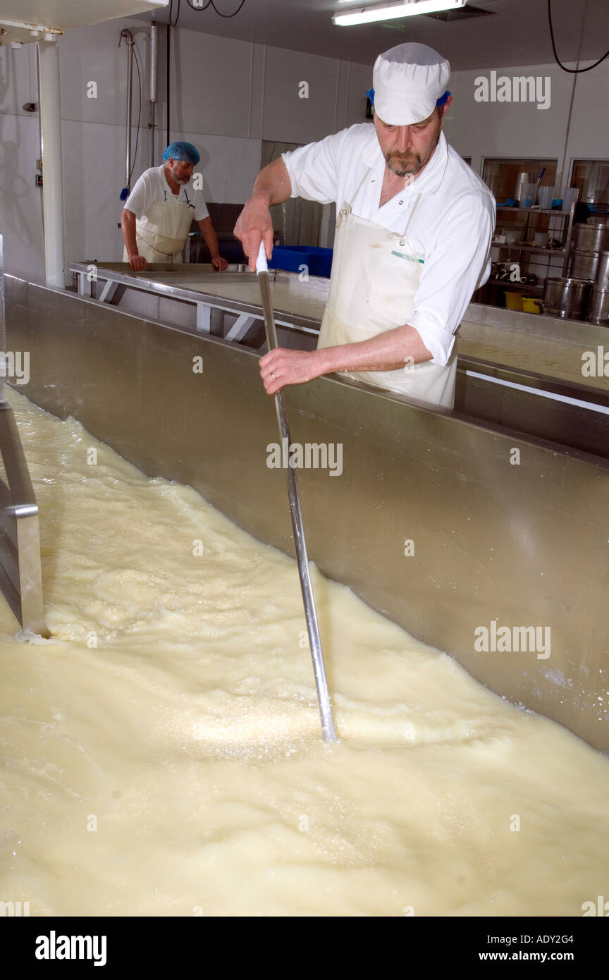 Mixing rennet with the milk in a vat to make Traditional Farmhouse Cheddar Cheese Westcombe Dairy Evercreech Somerset England Stock Photo