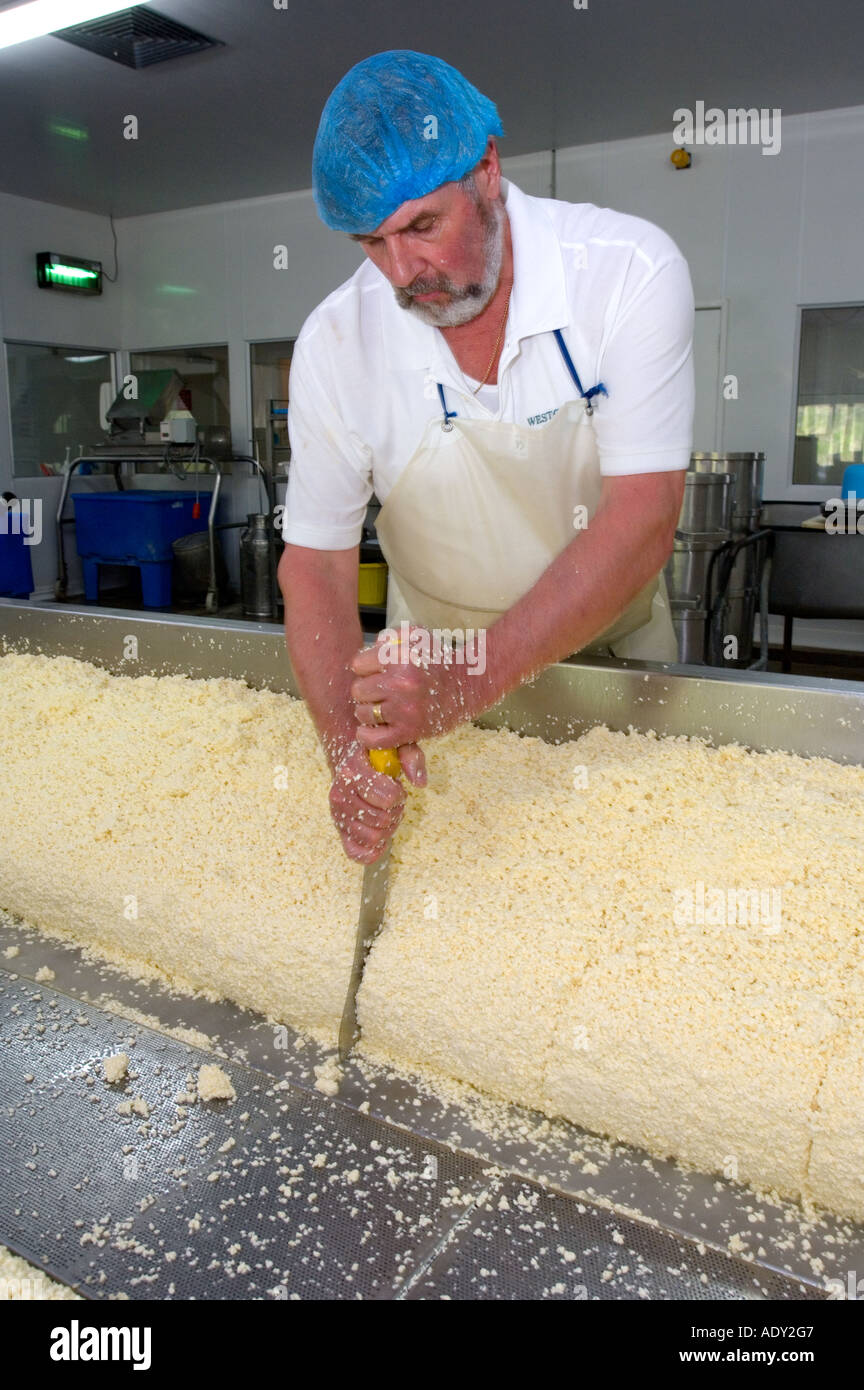 Splitting the curd and draining off the whey to make Traditional Farmhouse Cheddar Cheese Westcombe Dairy Evercreech Somerset Stock Photo