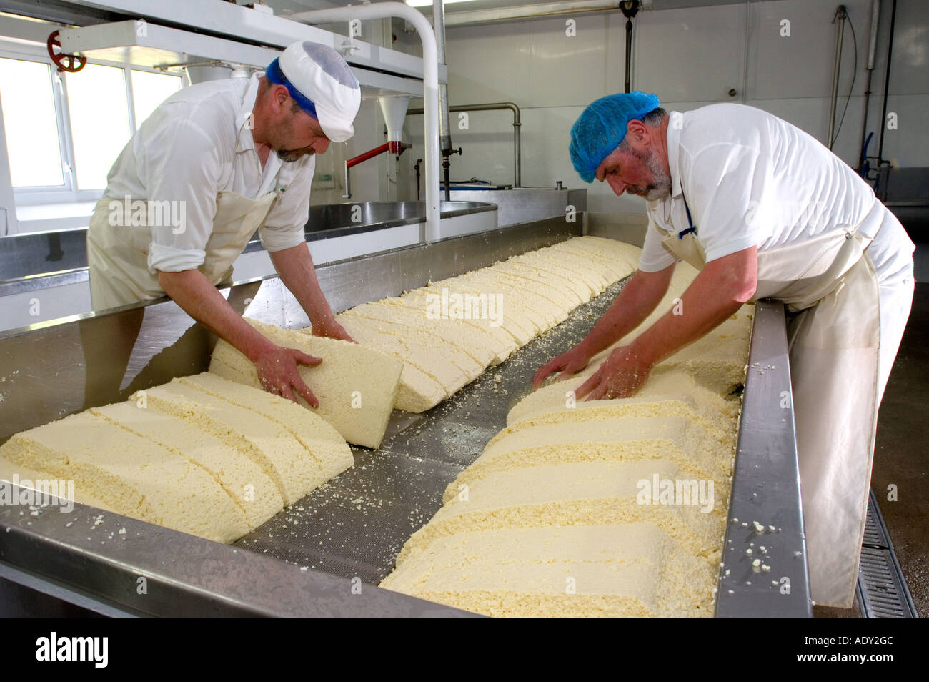 Splitting the curd and draining off the whey to make Traditional Farmhouse Cheddar Cheese Westcombe Dairy Evercreech Somerset Stock Photo
