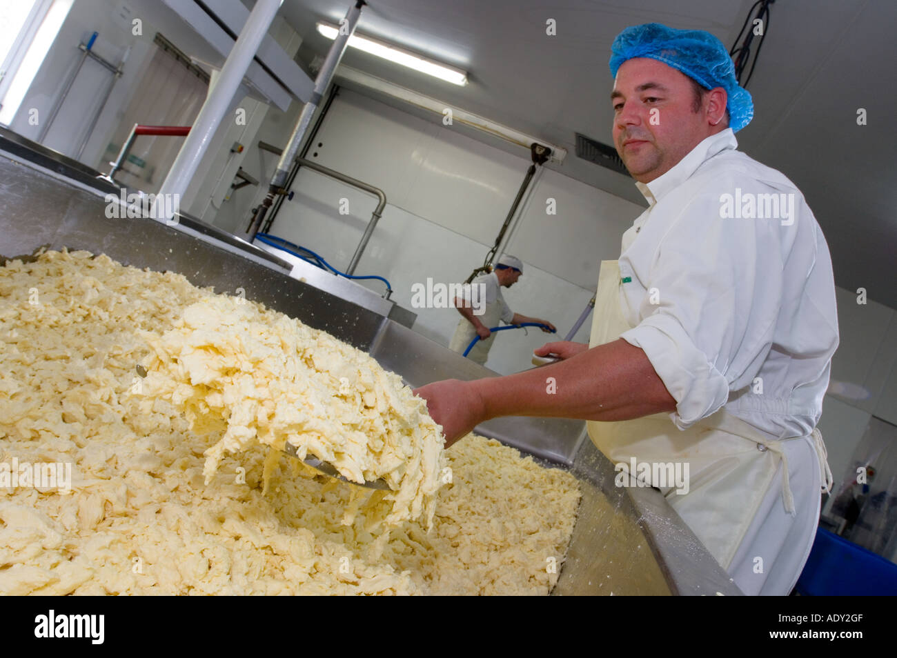Stirring the curd to mix in salt during the making of Traditional Farmhouse Cheddar Cheese Westcombe Dairy Evercreech Somerset Stock Photo