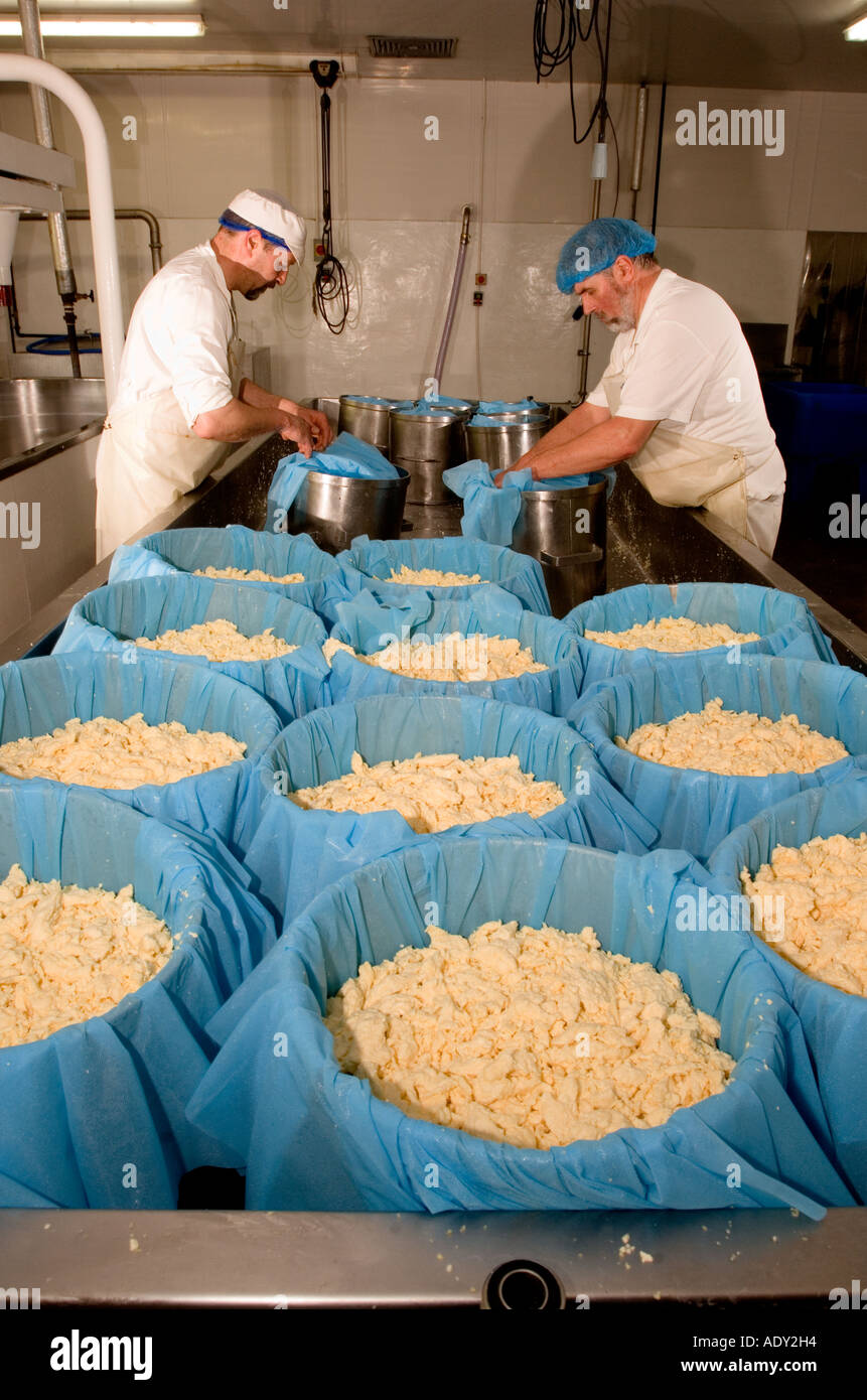 Filling cloth lined presses with curd during the making of Traditional Farmhouse Cheddar Cheese Westcombe Dairy Somerset Stock Photo