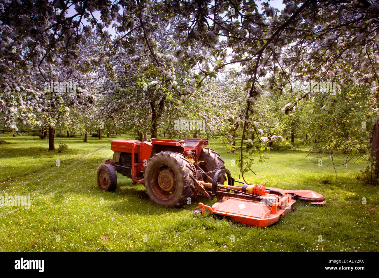 Apple harvesting tractor amidst the spring blossom of apple orchard at Burrow Hill Cider Brandy Farm Somerset England Stock Photo