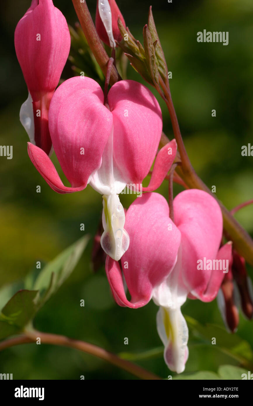 Drooping heart hi-res stock photography and images - Alamy