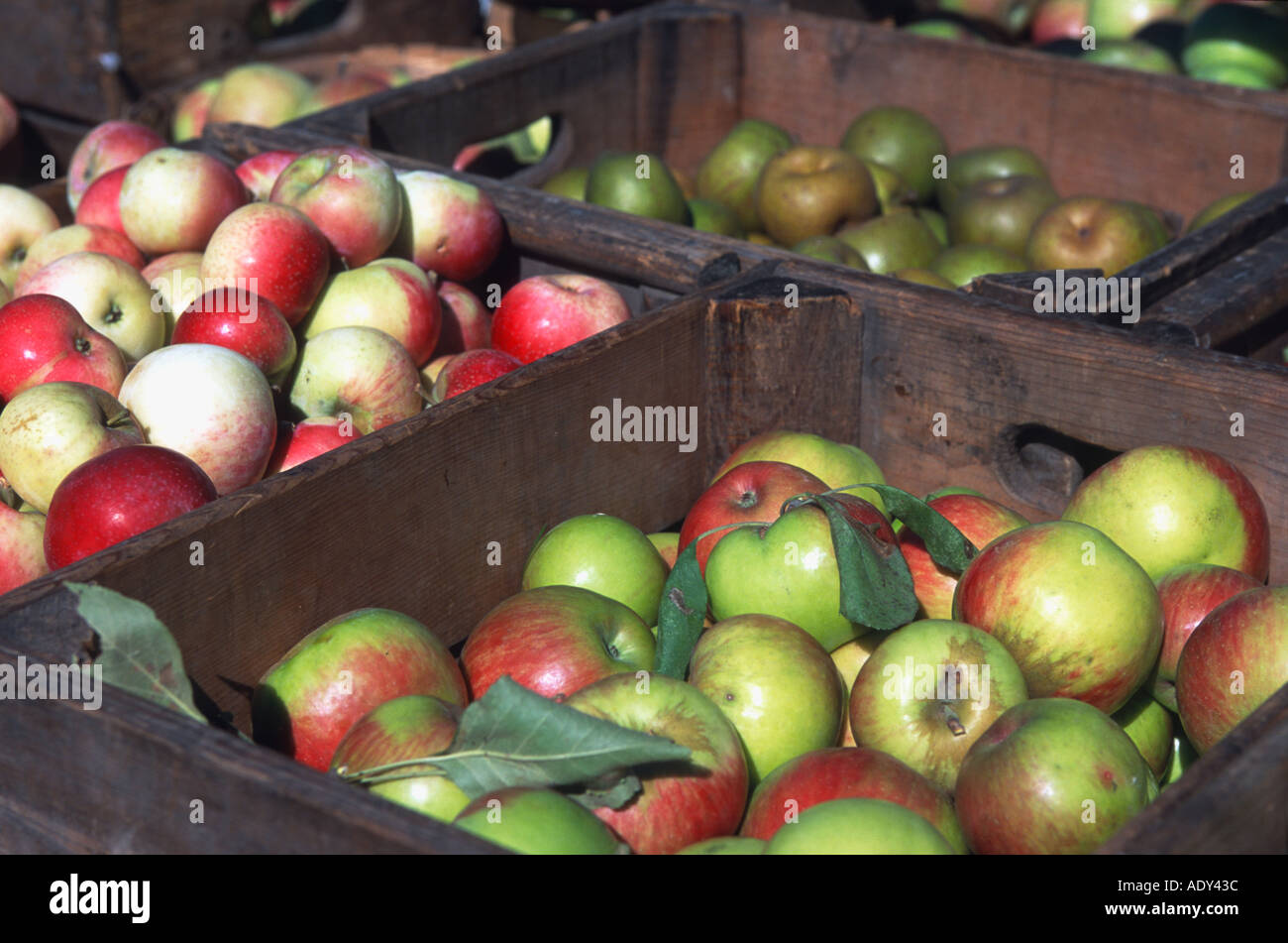 FRUITS Milwaukee Wisconsin Different varieties of apple displayed in