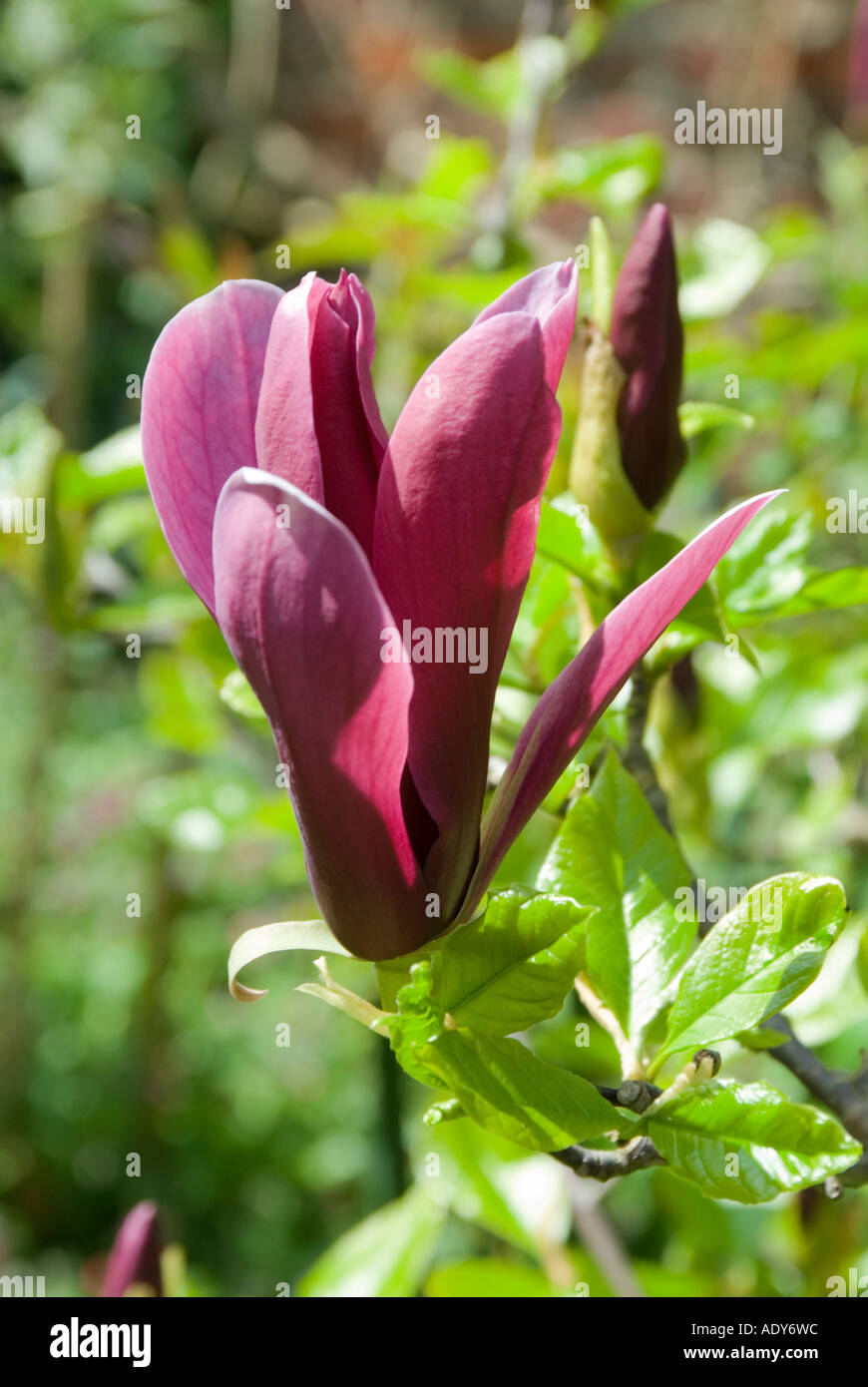 Magnolia purple liliflora Stock Photo