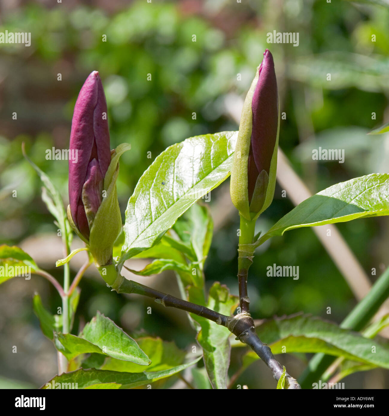 Magnolia purple liliflora Stock Photo