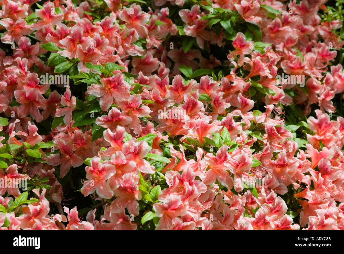 A bed of azalea rhododendron mollis hybrid Stock Photo