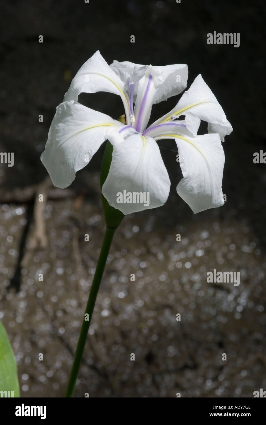 Iris laevigata alboviolaceum Stock Photo