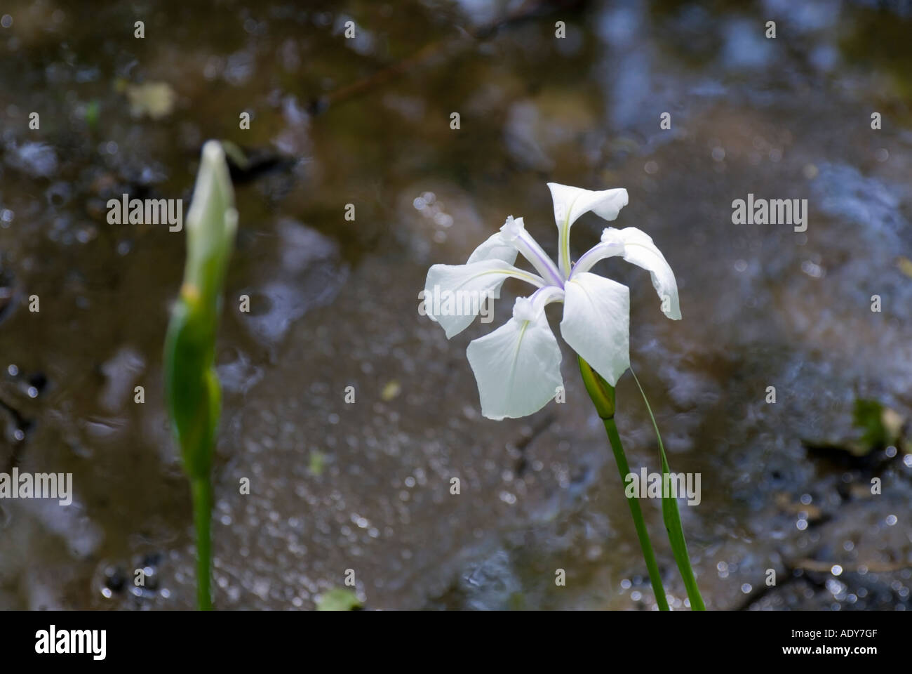 Iris laevigata alboviolaceum Stock Photo
