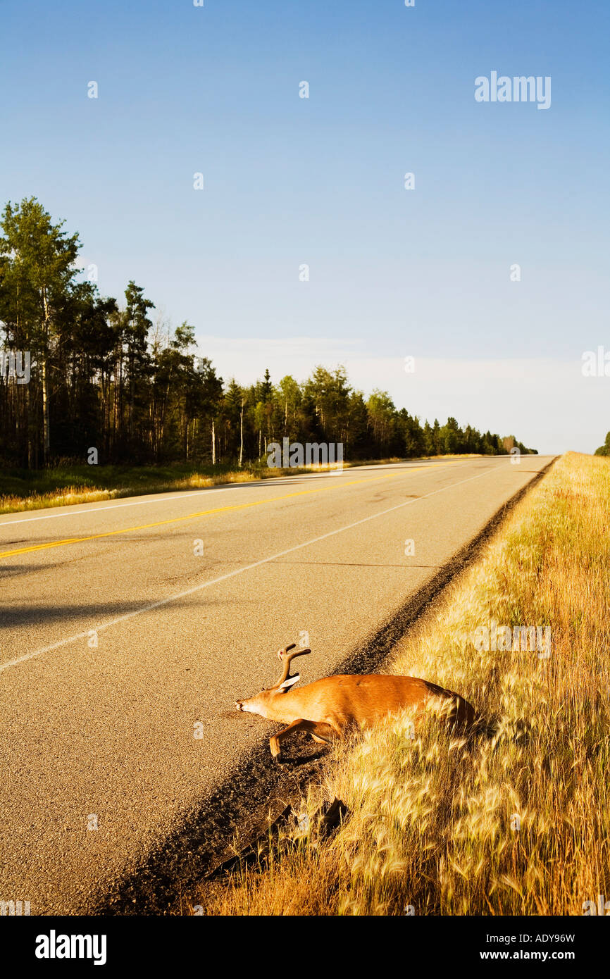 Road Kill Deer High Resolution Stock Photography and Images Alamy
