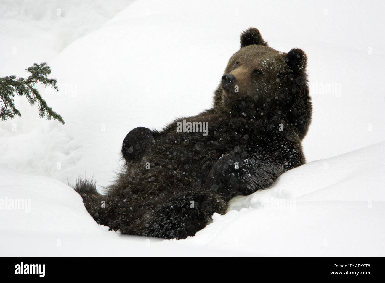 European Brown Bear Ursus arctos Stock Photo - Alamy