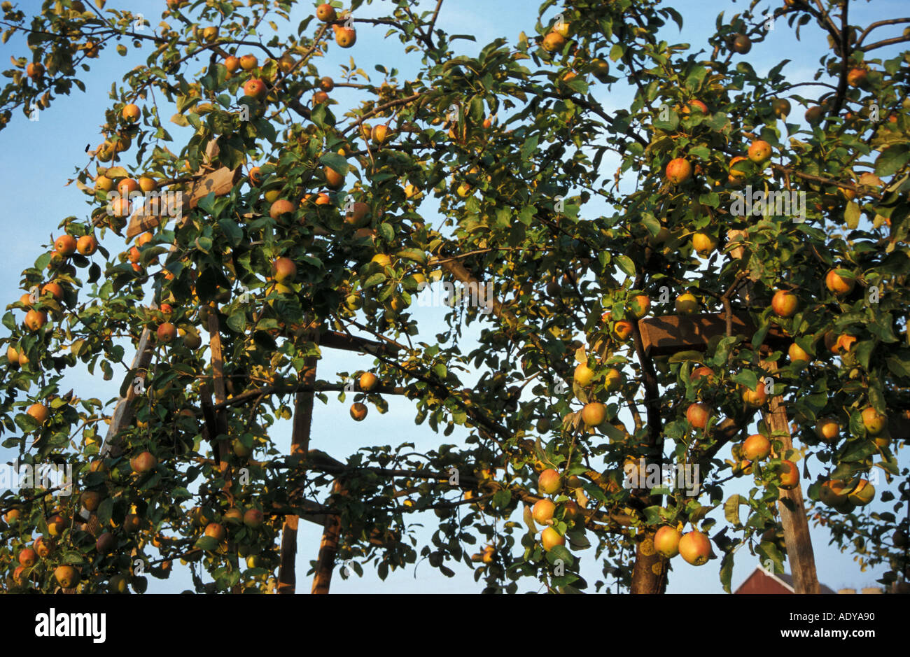 Usefulness tree hi-res stock photography and images - Alamy