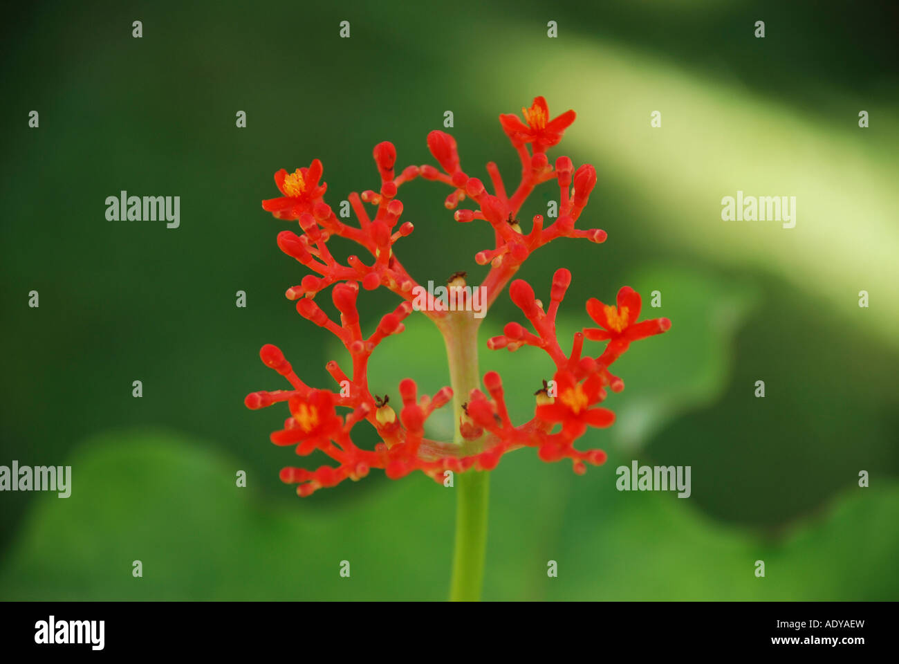 bunch flower(red bunch flower Stock Photo - Alamy