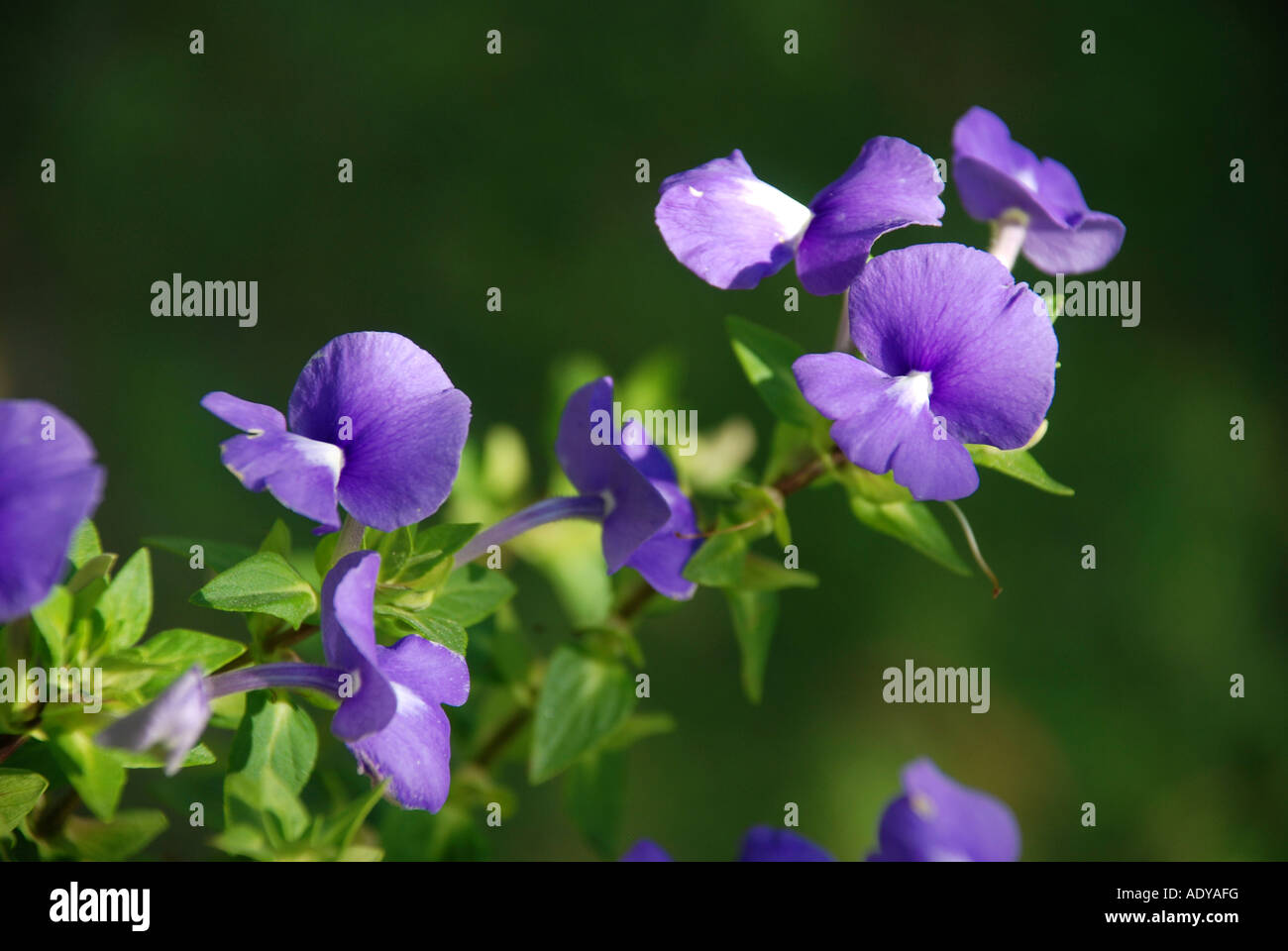 group of violet flower(shankupushpam) Stock Photo