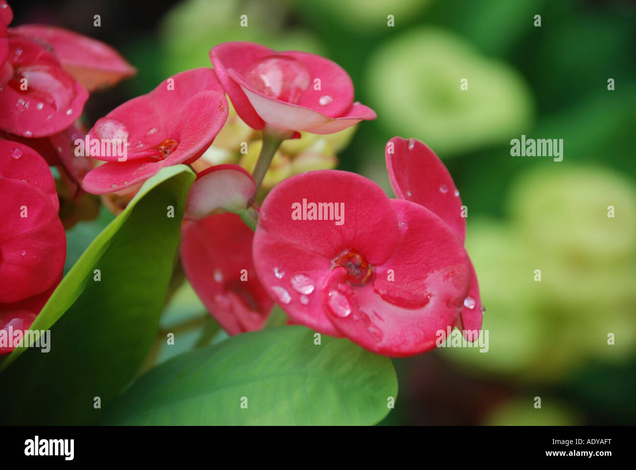 waterdrops on top petals in red flower Stock Photo