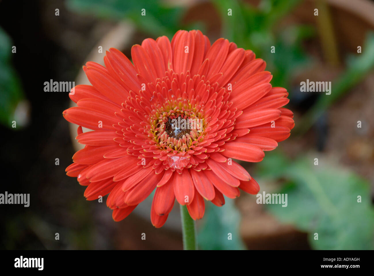 Red Gerber daisy flower close up Stock Photo