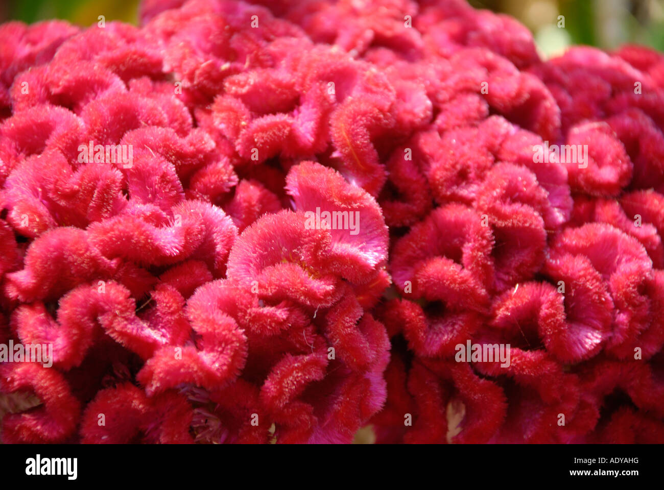 bunch of red flower Stock Photo Alamy
