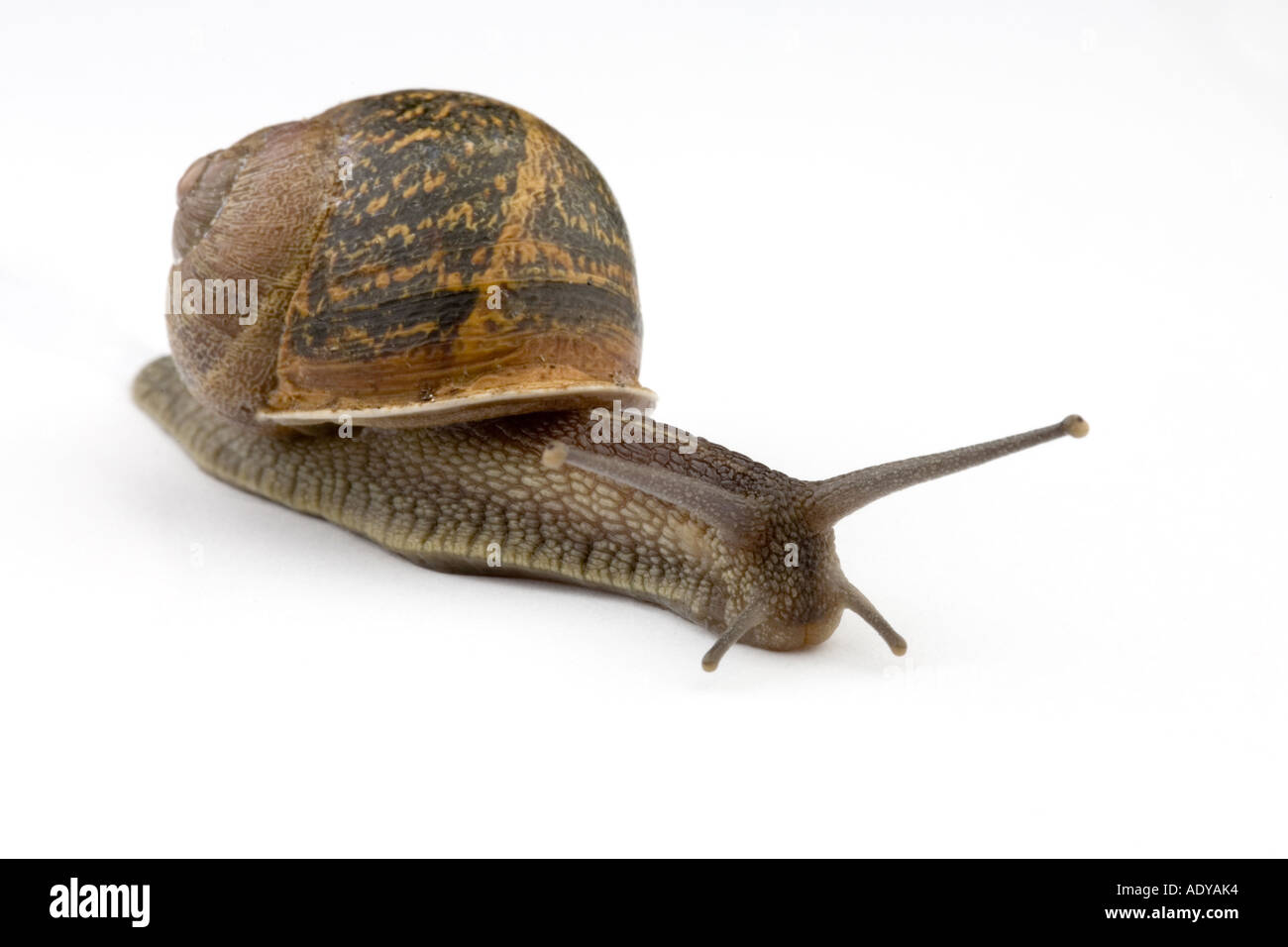 English garden snail Stock Photo