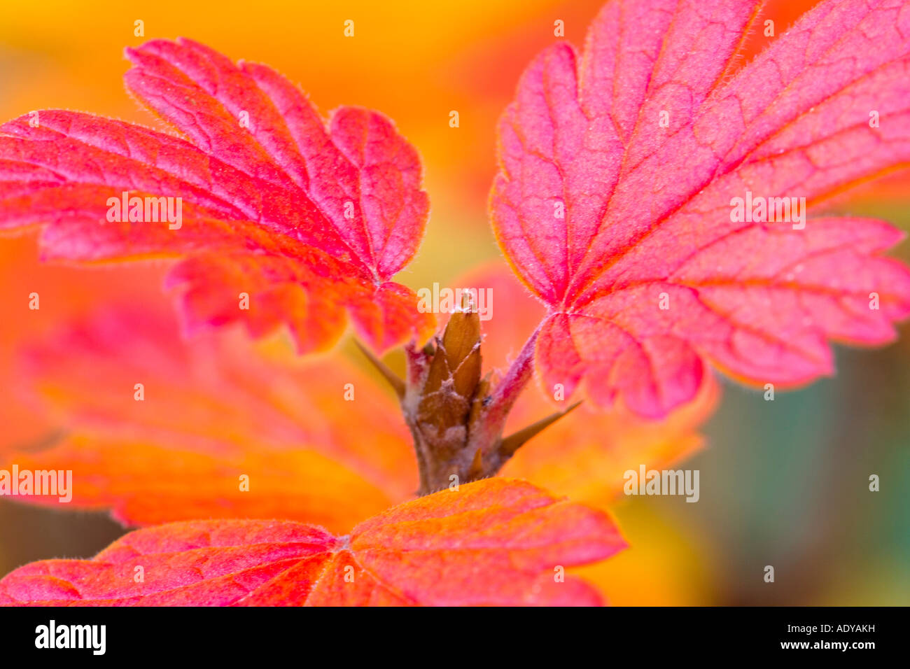 Close-Up of Autumn Leaves Stock Photo - Alamy