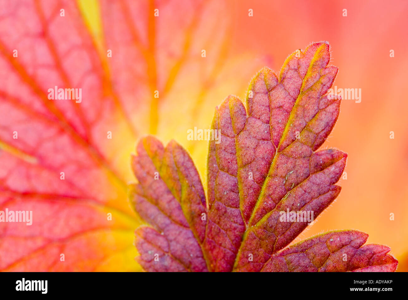 Close-Up of Autumn Leaves Stock Photo - Alamy