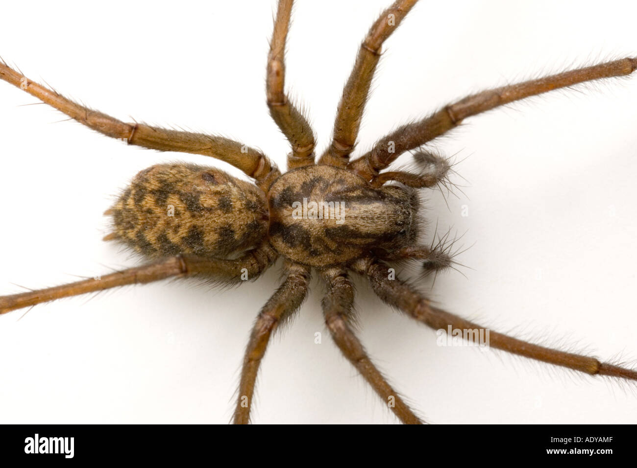 giant house spider Tegenaria Gigantea Stock Photo