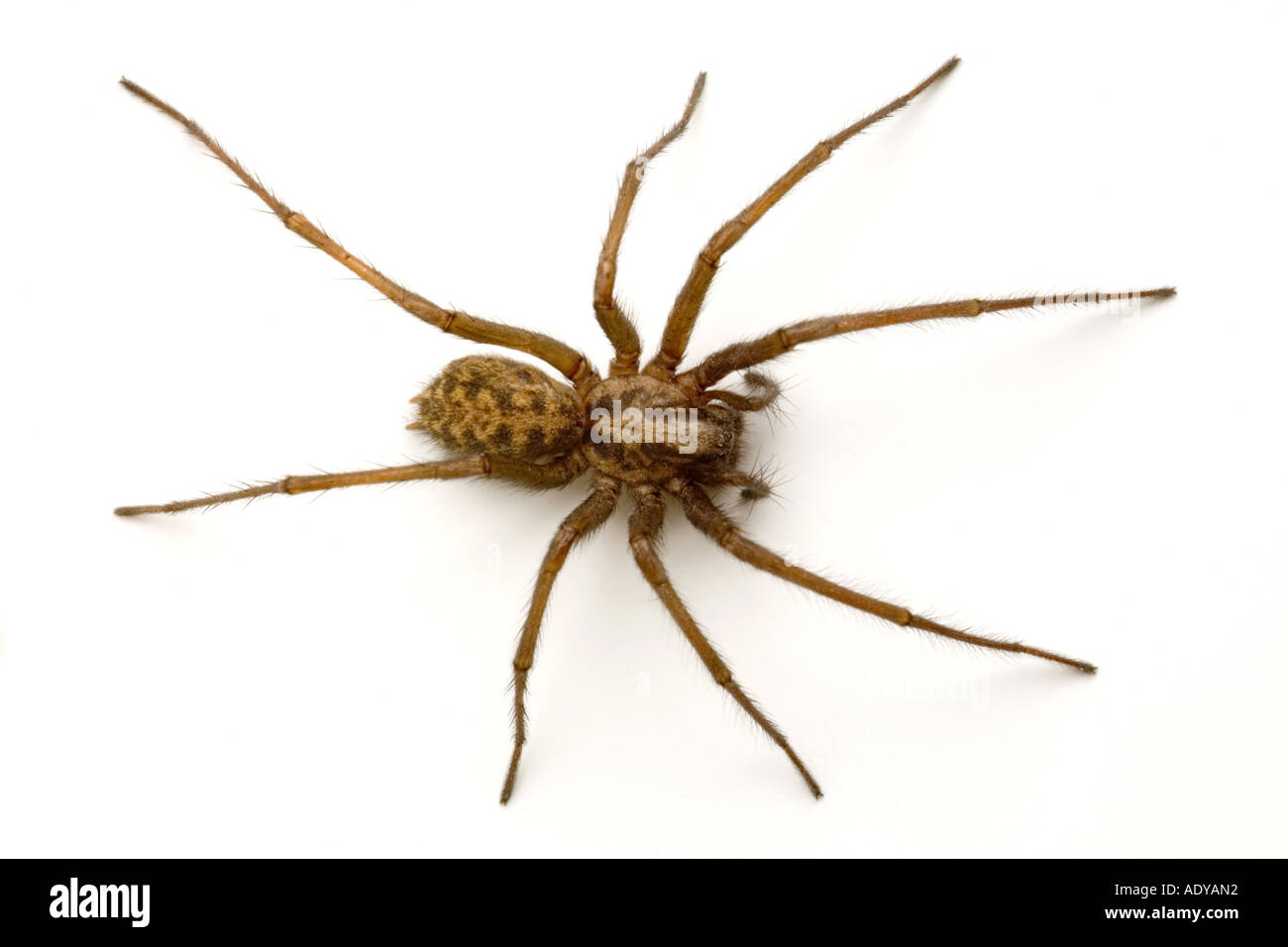 giant house spider Tegenaria Gigantea Stock Photo Alamy