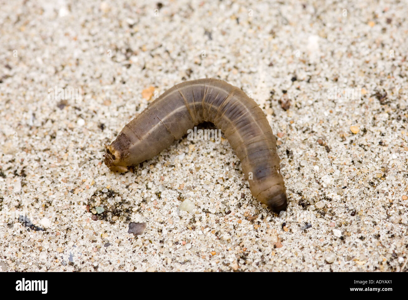 leatherjacket grub caterpillar Stock Photo Alamy