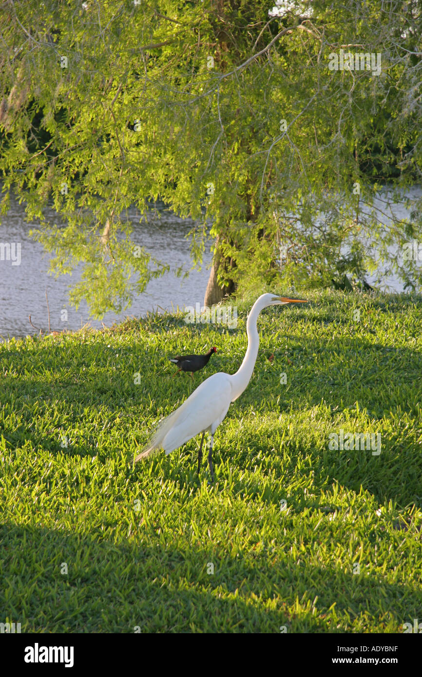 Great White Egret Stock Photo