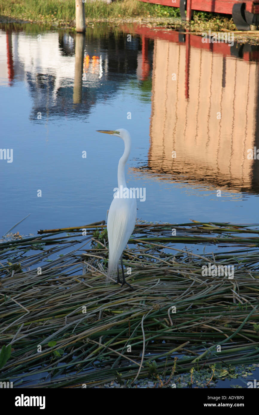 Great White Egret Stock Photo