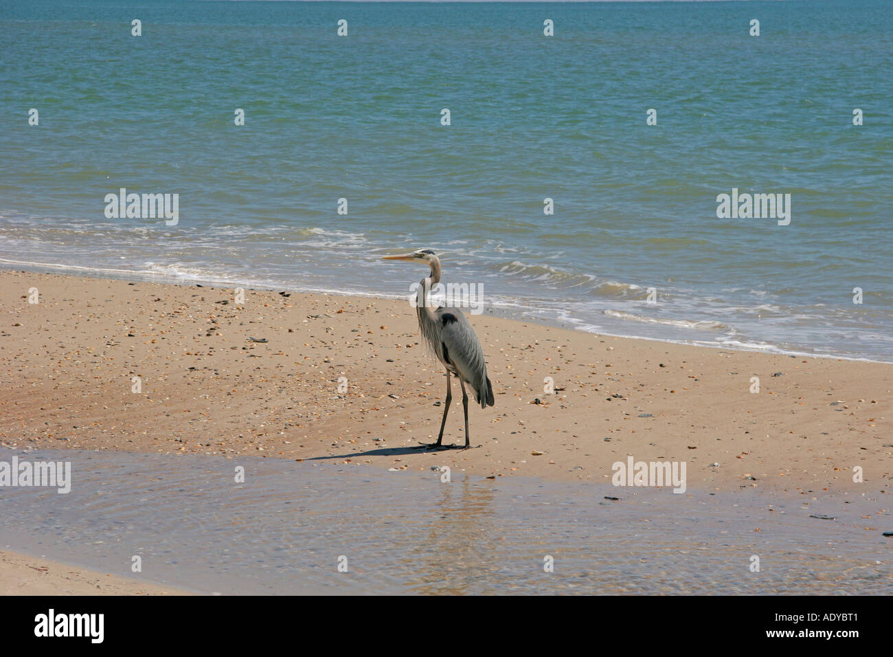 Great Blue Heron on the beach Stock Photo