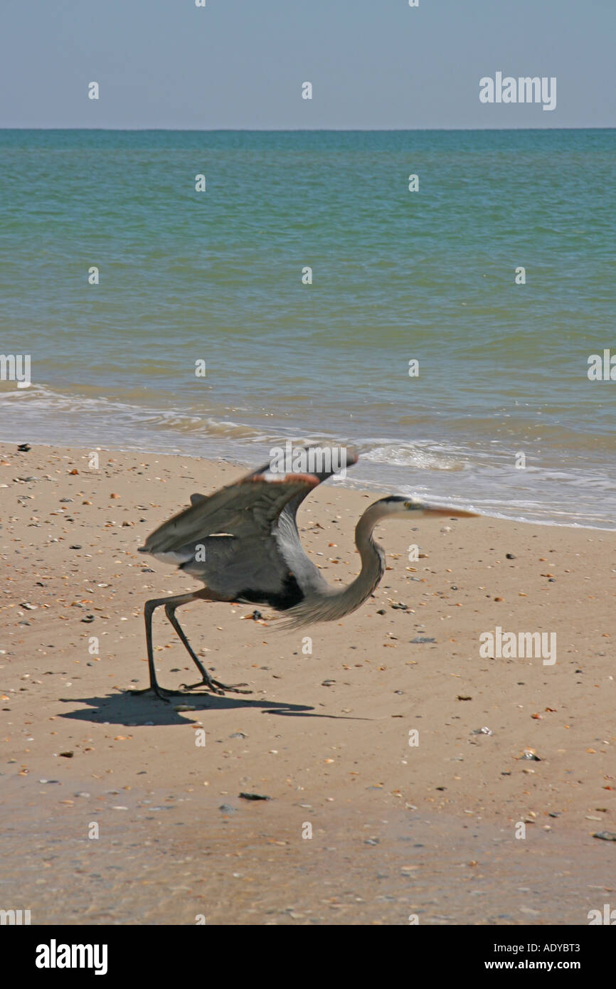 Great Blue Heron preparing to take flight Stock Photo