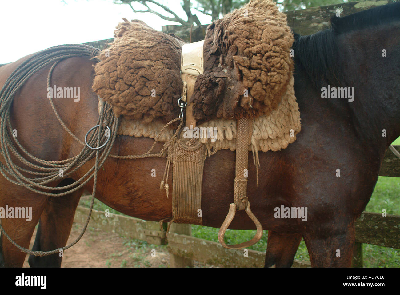 Rio Grande do Sul saddle gaucho crioulo horse fleece brown brownish lasso  rs rio grande do sul travel brazil animal mammal Stock Photo - Alamy