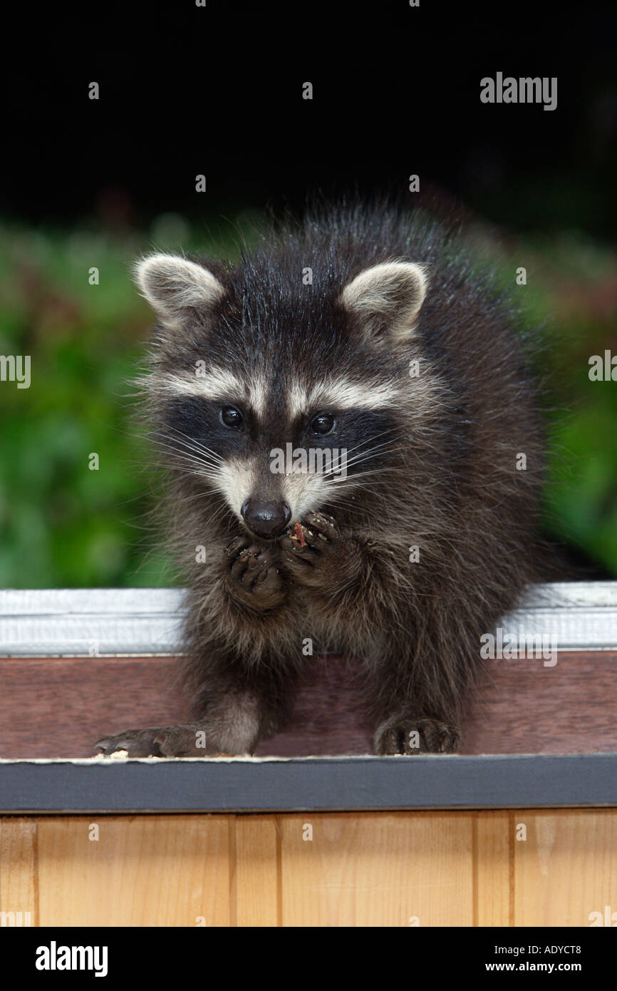 Baby racoon hi-res stock photography and images - Alamy