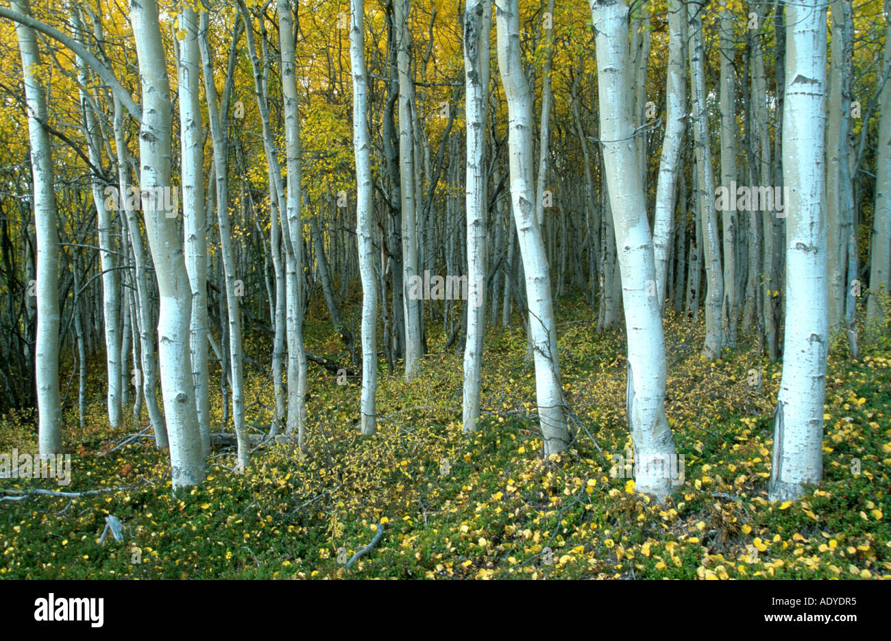 Alaska summer birch forest hires stock photography and images Alamy