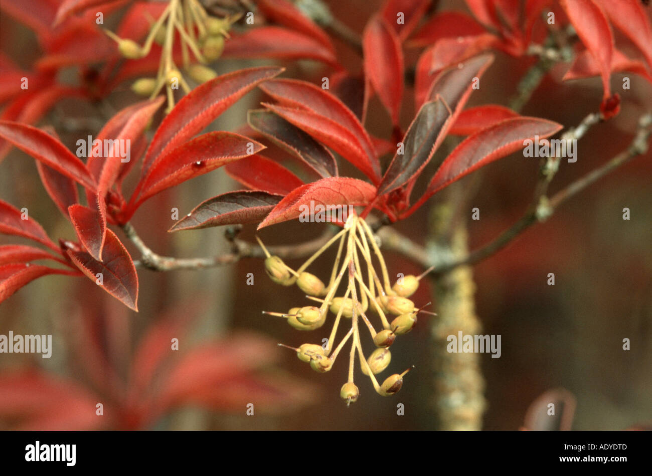 Enkianthus Campanulatus Autumn Stock Photos Amp Enkianthus