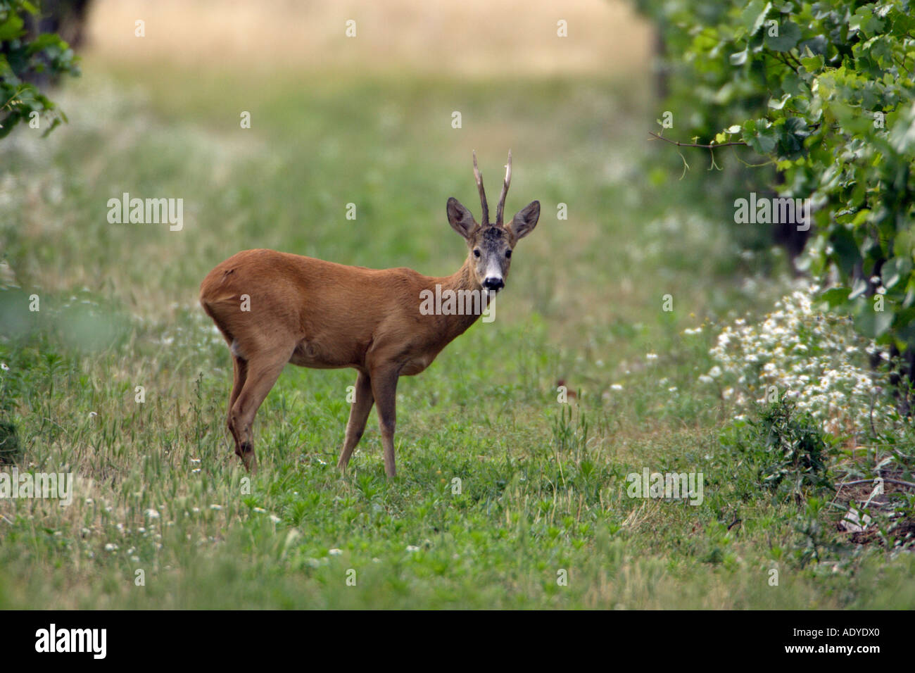 Roe Deer Capreolus capreolus Stock Photo - Alamy
