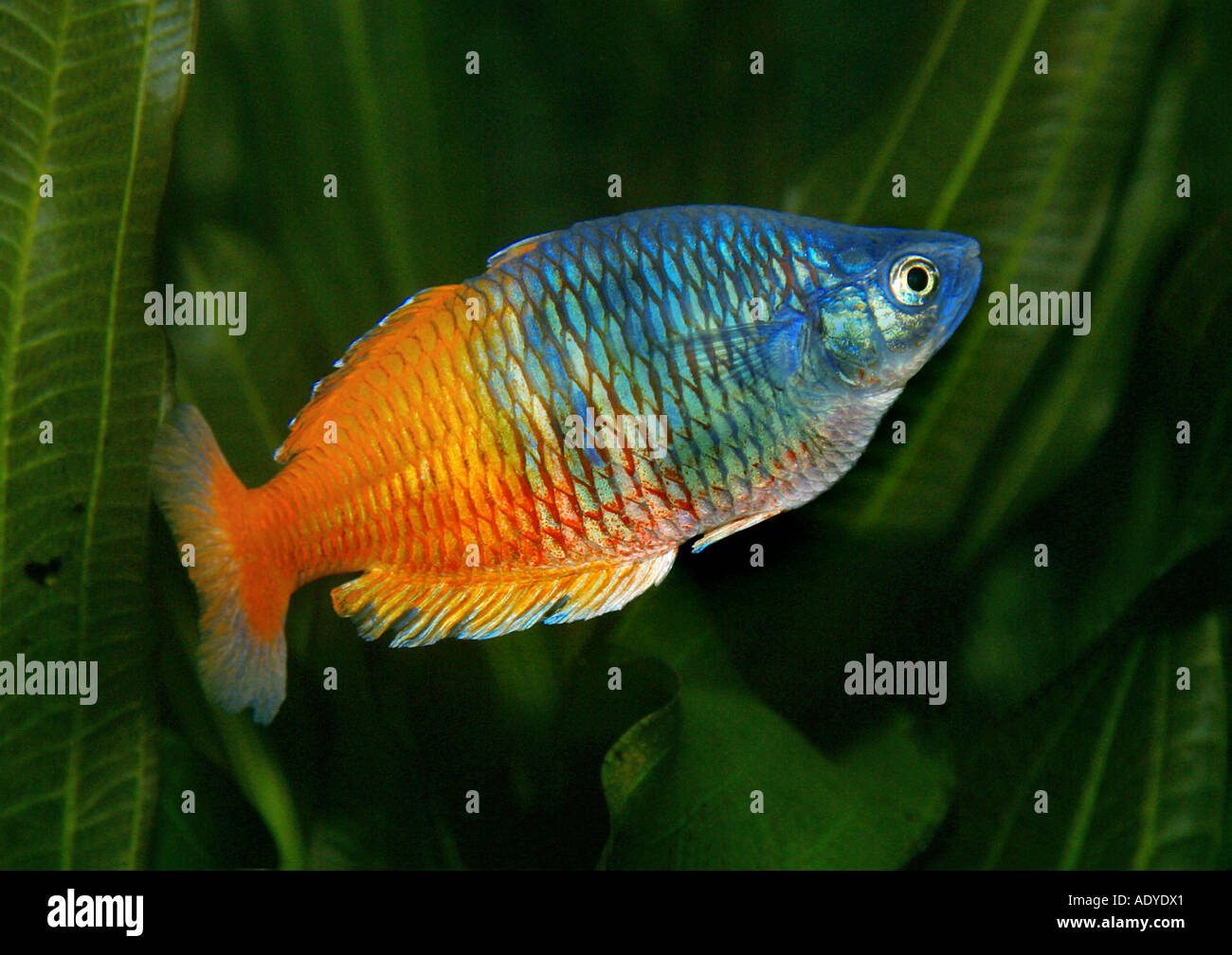 coral rainbow fish (Melanotaenia boesemani) Stock Photo