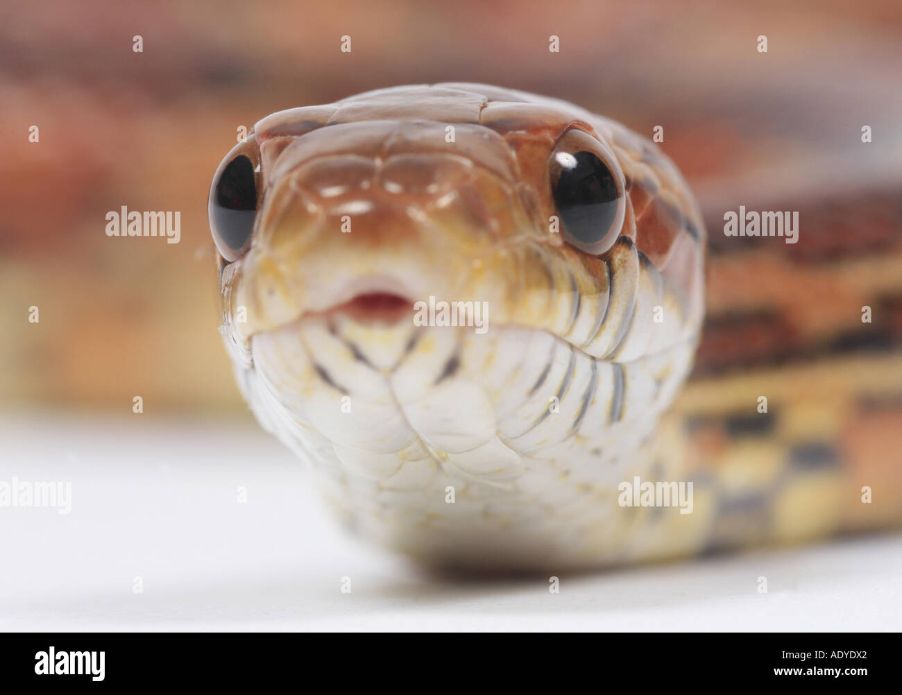 corn snake (Elaphe guttata) Stock Photo