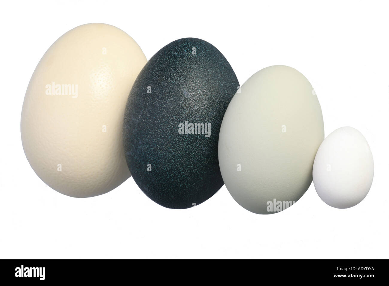 size comparison of the eggs of ostrich (largest egg of the world), emu, mute swan and domestic fowl Stock Photo