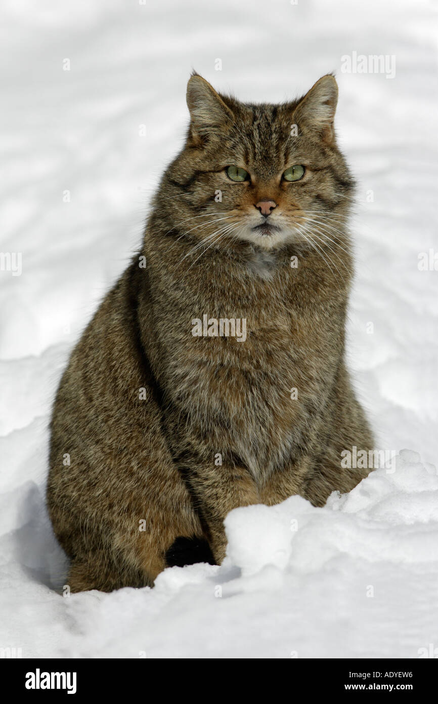 Wild Cat Felis sylvestris Stock Photo - Alamy