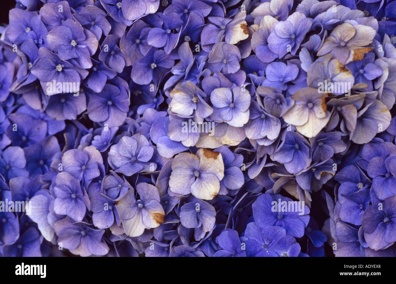 Hydrangea macrophylla hi-res stock photography and images - Alamy