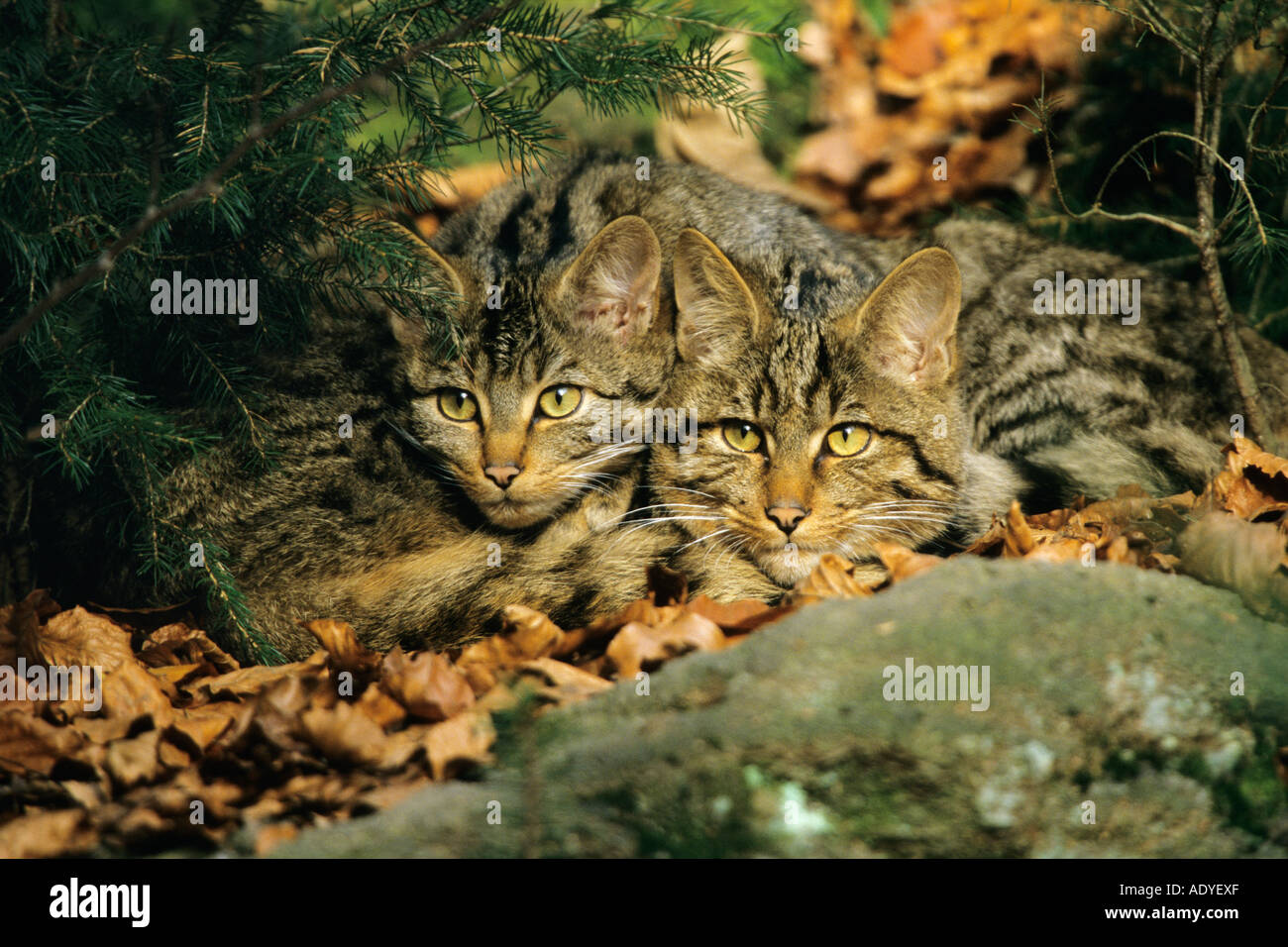 Wild Cat Felis sylvestris Stock Photo - Alamy