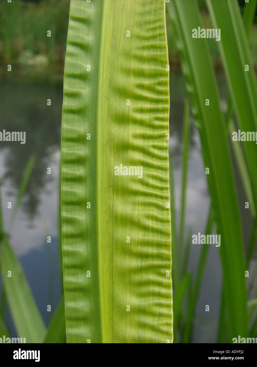 sweetflag, sweet sedge (Acorus calamus), leaf, detail Stock Photo