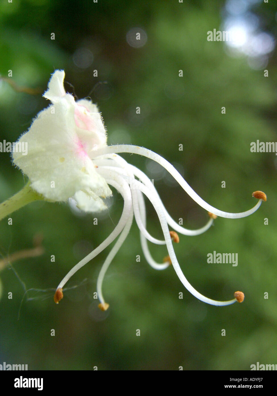 Japanese Horse Chestnut (Aesculus turbinata), flower Stock Photo